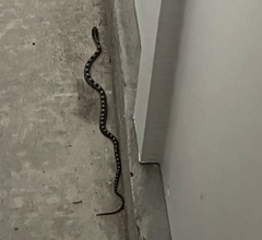 Pantherophis alleghaniensis