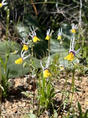 Nemesia cheiranthus