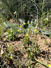 Nemesia cheiranthus