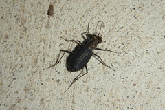 Cicindela punctulata