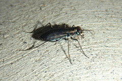 Cicindela punctulata