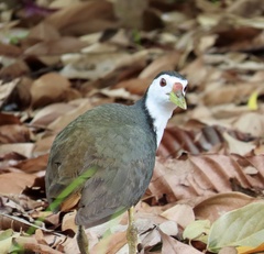 Amaurornis phoenicurus