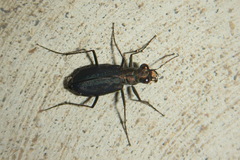 Cicindela punctulata