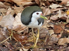 Amaurornis phoenicurus