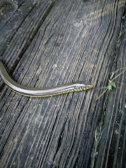 Ophisaurus ventralis image