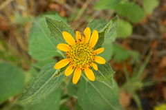 Helianthinae