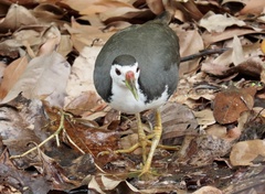 Amaurornis phoenicurus