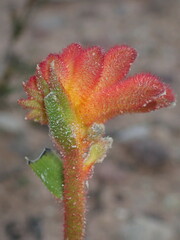 Anigozanthos humilis