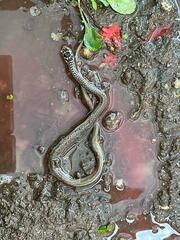 Hierophis viridiflavus carbonarius