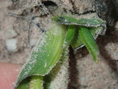 Anigozanthos humilis