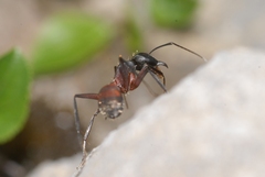Camponotus cruentatus