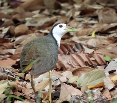 Amaurornis phoenicurus