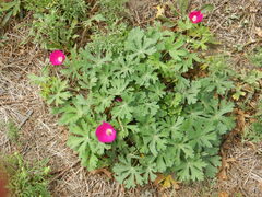 Callirhoe involucrata