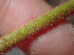 Anigozanthos humilis