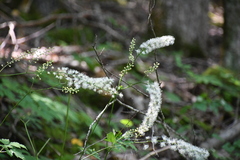 Actaea podocarpa