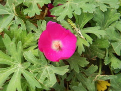 Callirhoe involucrata