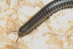 Ommatoiulus rutilans