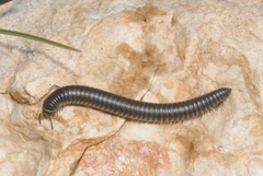 Ommatoiulus rutilans