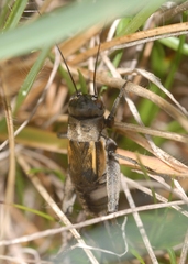 Melanogryllus desertus