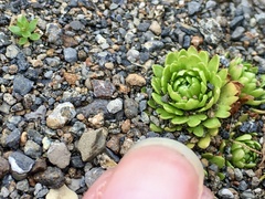 Saxifraga cespitosa