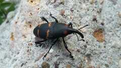 Cactophagus spinolae