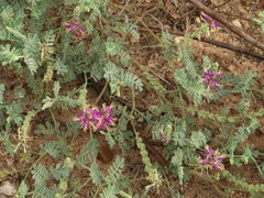 Dalea lanata lanata