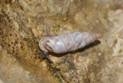 Solatopupa similis