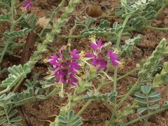 Dalea lanata lanata