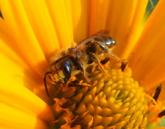 Andrena accepta