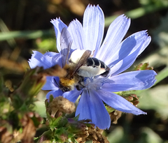 Dasypoda hirtipes