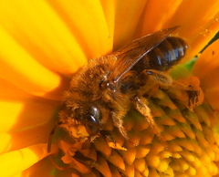 Andrena accepta