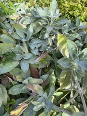 Stachys byzantina