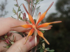Lambertia inermis