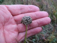 Allium strictum