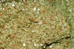 Squamarina cartilaginea