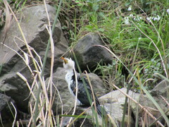 Microcarbo melanoleucos