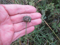 Allium strictum