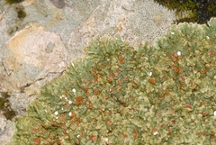 Squamarina cartilaginea