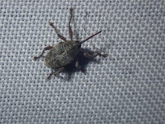 Curculio glandium