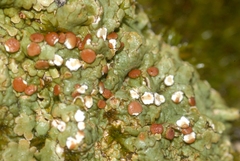 Squamarina cartilaginea