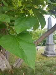 Catalpa speciosa