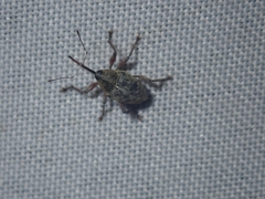 Curculio glandium