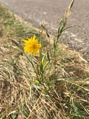 Tragopogon pratensis