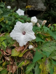 Ipomoea pandurata
