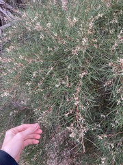 Hakea trifurcata