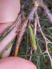 Hakea trifurcata