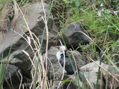 Microcarbo melanoleucos