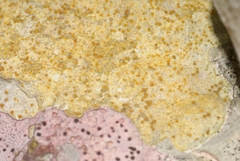 Xanthocarpia ochracea