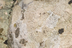 Bagliettoa calciseda