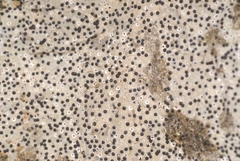 Bagliettoa calciseda